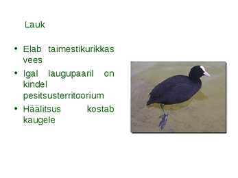 Läänemere linnud #17