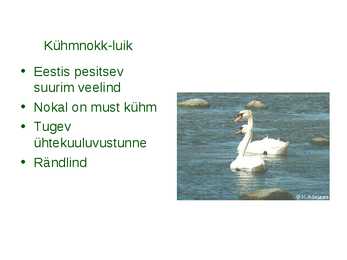 Läänemere linnud #20