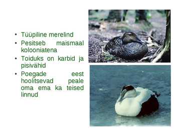 Läänemere linnud #4