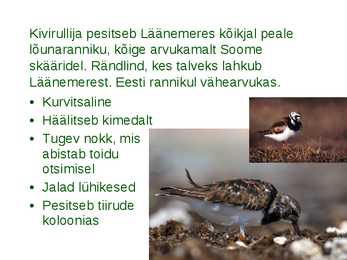 Läänemere linnud #5