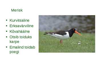 Läänemere linnud #9
