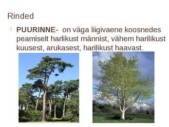 Nõmme mets #3