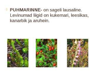 Nõmme mets #5