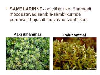 Nõmme mets #7