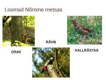 Nõmme mets #8
