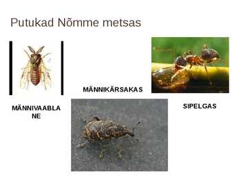 Nõmme mets #9
