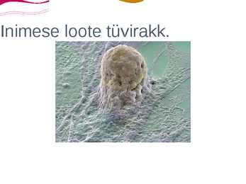 Tüvirakkude kasutamine haiguste raviks #12