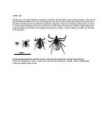 Puukborrelioos #2
