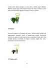 Maitsetaimed #8