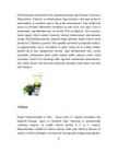 Maitsetaimed #9