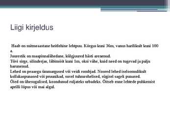 Haab #2