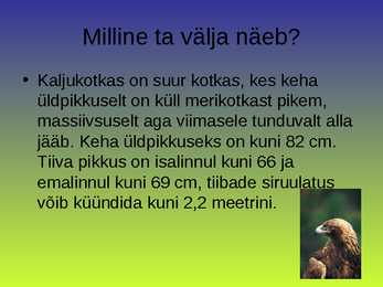 Kaljukotkas #3