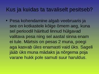 Kaljukotkas #4