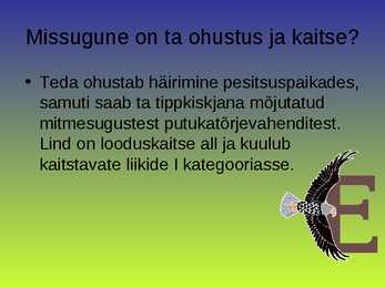 Kaljukotkas #6