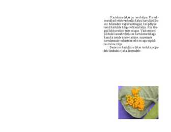 Kartulimardikas #4