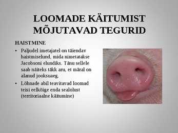 Loomadepsühholoogia #13
