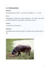 Geograafia referaat-lõuna-ameerika loomad #8