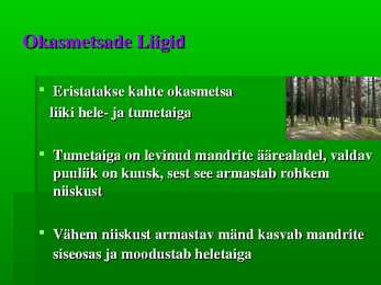 Okasmets #8
