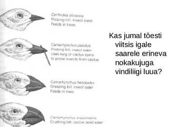Evolutsiooni kujunemine #22