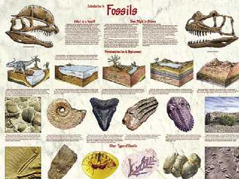 Evolutsiooni kujunemine #4
