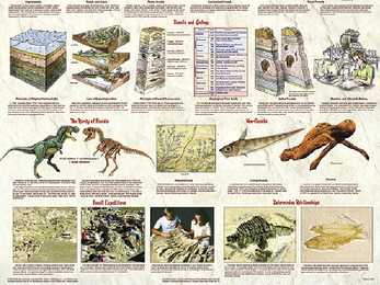 Evolutsiooni kujunemine #5