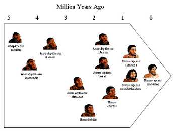 Inimese evolutsioon #16