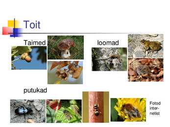 Powerpoint mägrast #4