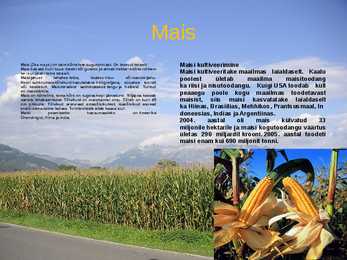 Mais
