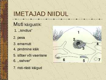 Eesti Niidud #11