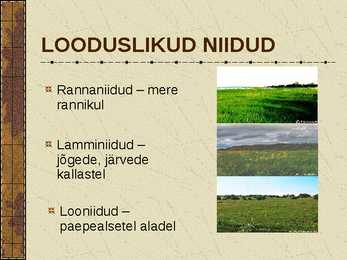 Eesti Niidud #3