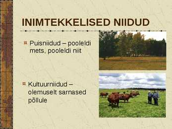 Eesti Niidud #4