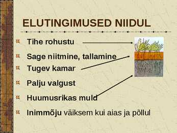 Eesti Niidud #5