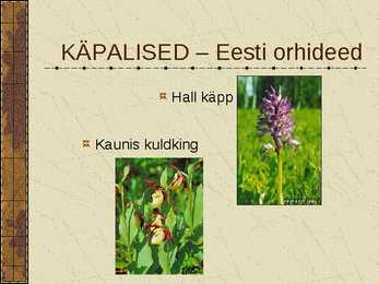 Eesti Niidud #7