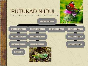 Eesti Niidud #9