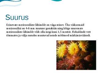 Meriroosid #4