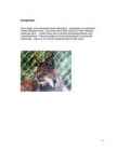 Ilves #2