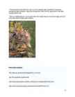 Ilves #11