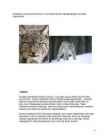 Ilves #5