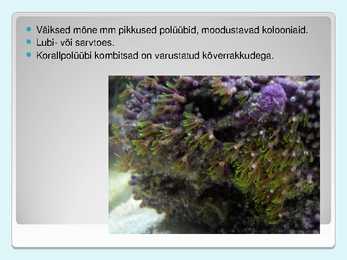 Korallid #2