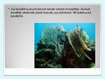 Korallid #7