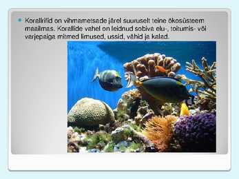 Korallid #8
