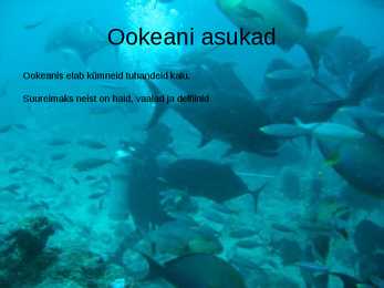 Ookeani elustik