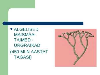 Taimede bioloogiline evolutsioon #7