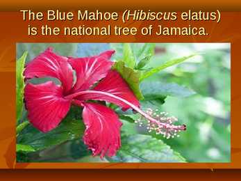 Jamaica #16