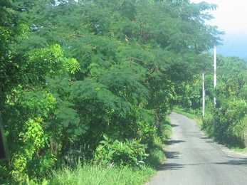 Jamaica #37