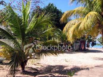 Jamaica #41