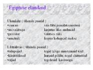 Egiptus #12