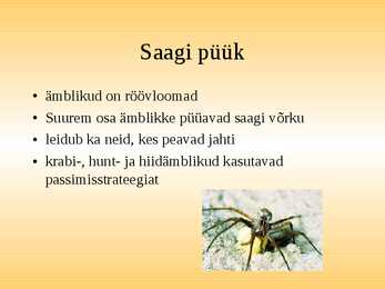 Esitlus-Ämblikud #3