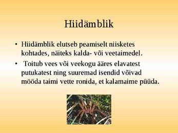 Esitlus-Ämblikud #6