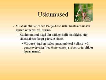 Esitlus-Ämblikud #7